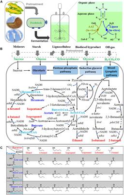 Developing Clostridia as Cell Factories for Short- and Medium-Chain Ester Production